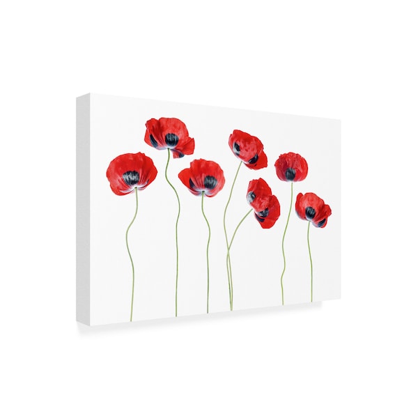 Mandy Disher 'Ladybird Poppies' Canvas Art,12x19